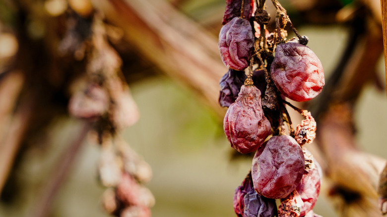 Raisins on the vine