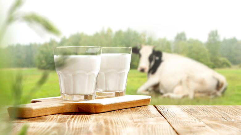 Glasses of milk and a cow