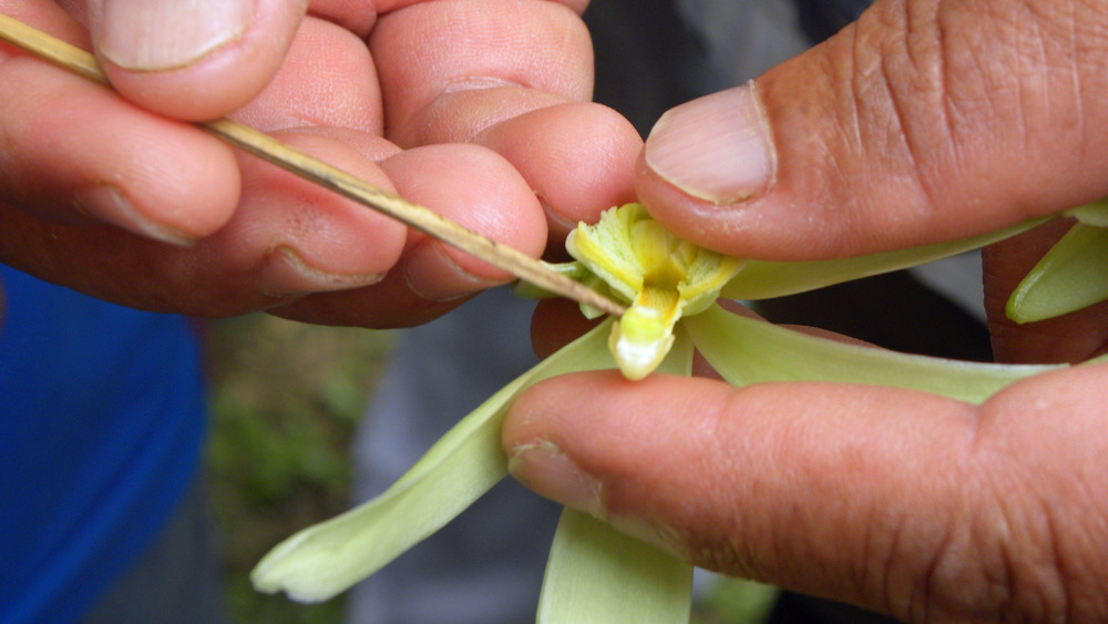 Man hand-pollinating vanilla plant