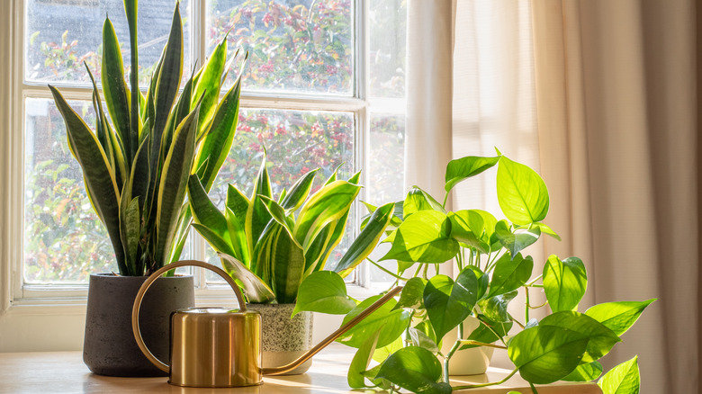 potted plants with watering can