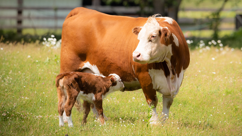 Baby cow with mother