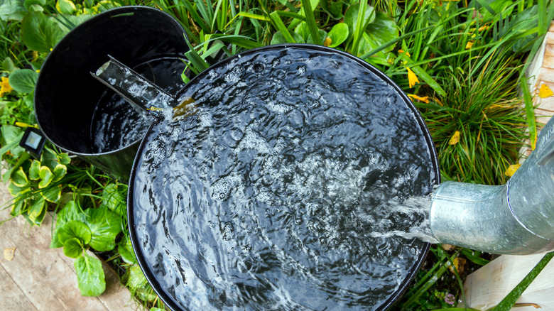 rainwater collection barrel