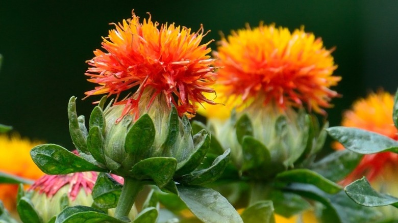 red safflower blossoms