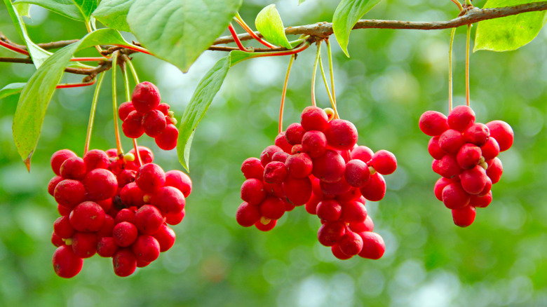 Red omija berries hanging on a vine