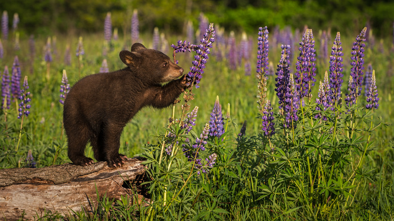 Bear cub pawing lavender