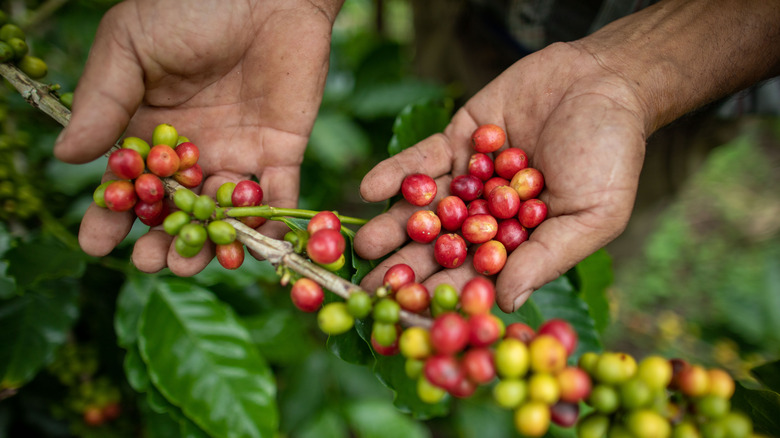 Farmer's hands holding coffee beans