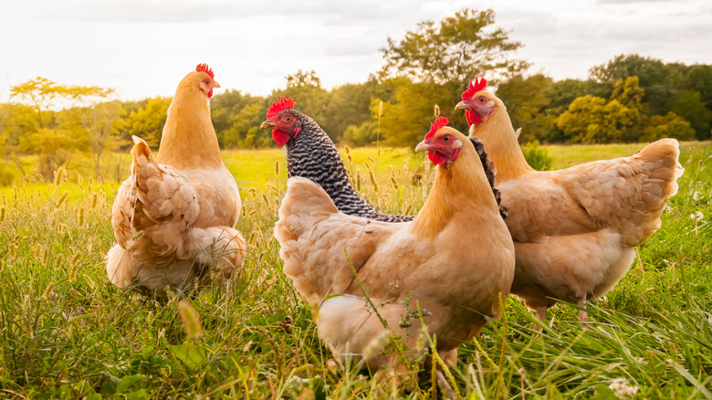 Chickens in a grass field