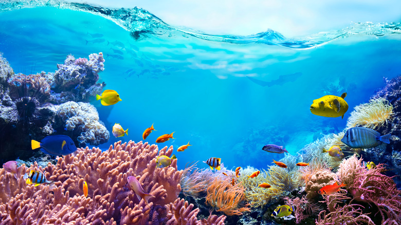 Underwater shot of a coral reef