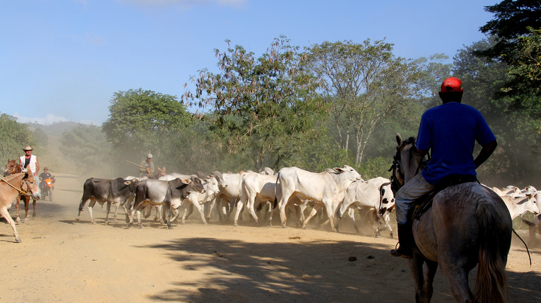 Gauchos herding cattle