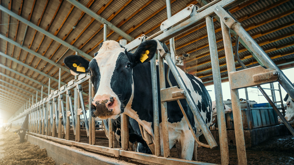 Cow on a dairy farm