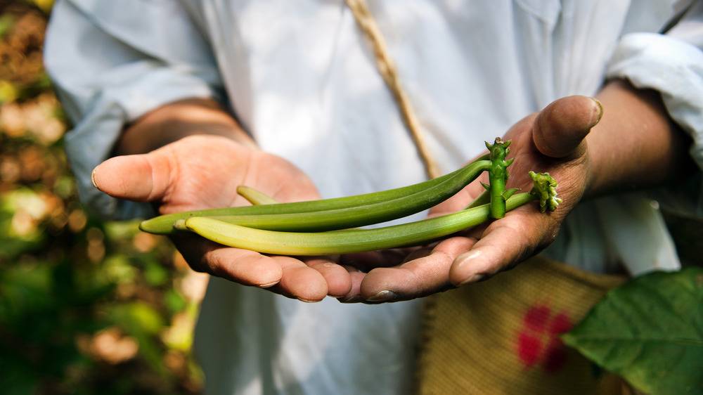 Worker harvesting vanilla beans on farm