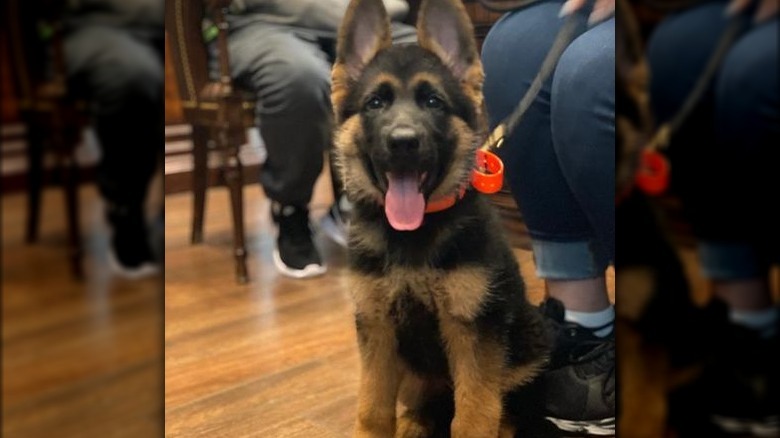 Buddy and Lisa Valastro's new dog Duke