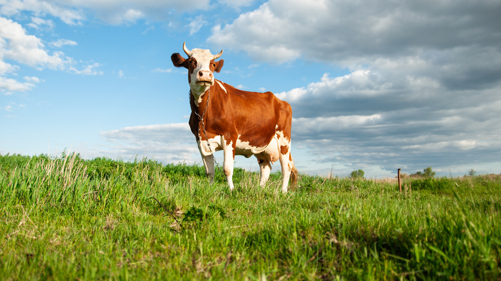 cow grazing grass