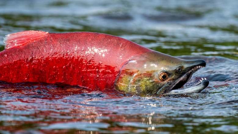 close up of sockeye salmon in water