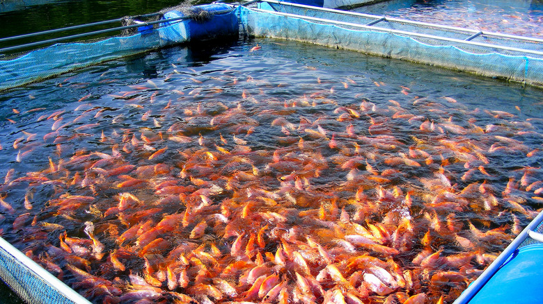 fish in a cage at a tilapia farm