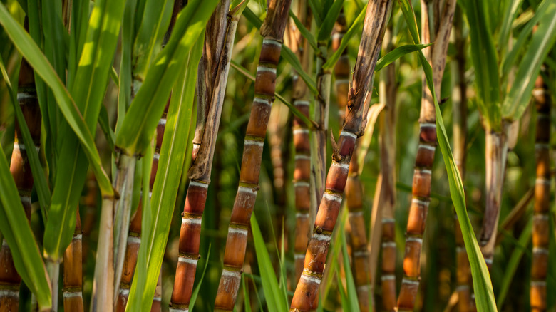 Sugar cane fields