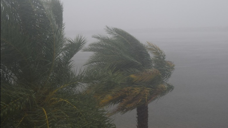 stormy palm trees ocean 