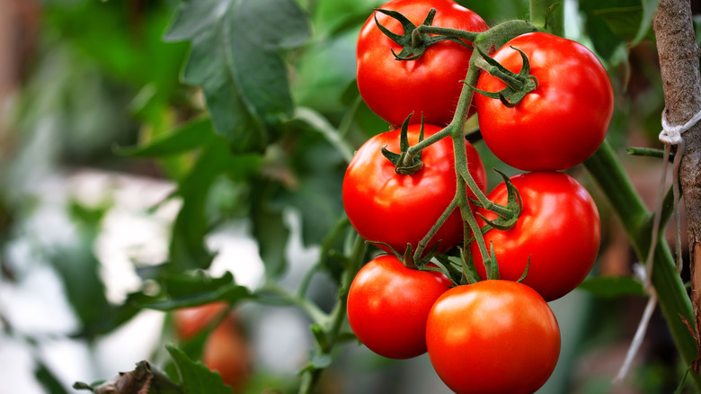 Ripe tomatoes on the vine