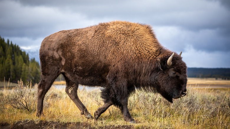 Bison walking across yellow field