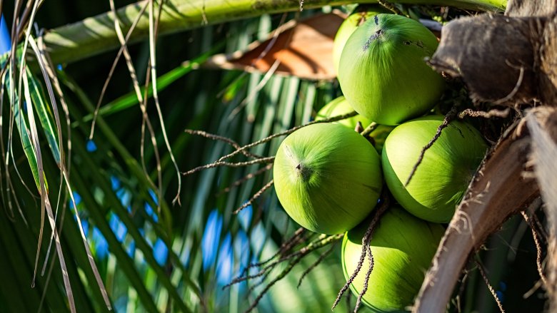 coconut trees