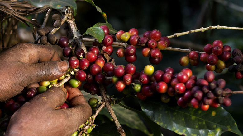 Hands pick coffee berries