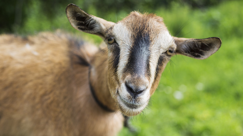 goats discovered coffee