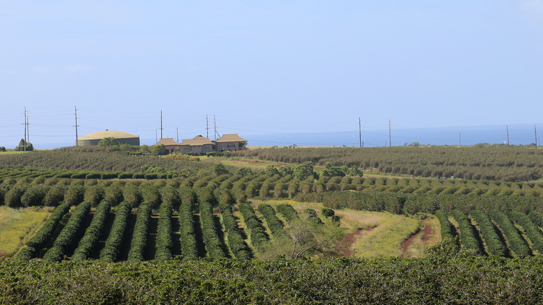 Hawaiian coffee plantation