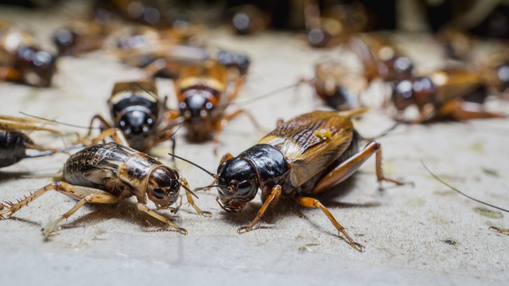 Cold Stone crickets