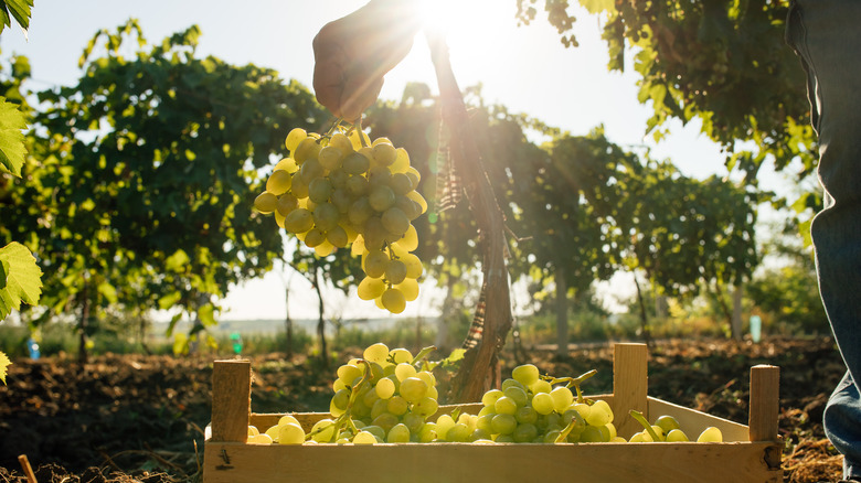 grapes in a sunny vineyard