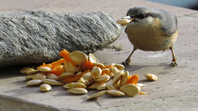 pumpkin seeds bird