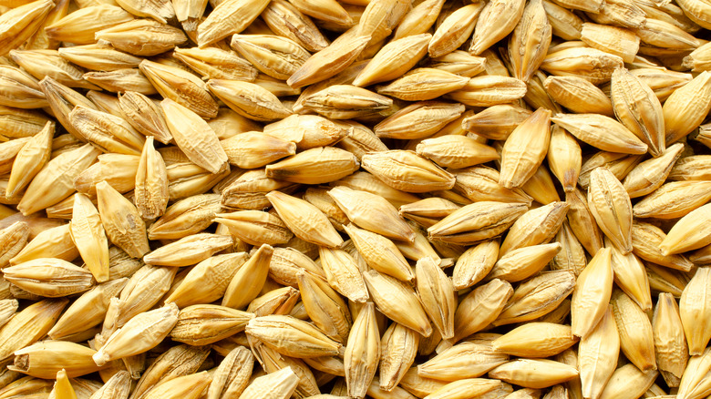 Closeup shot of barley grains