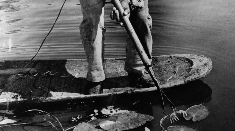 Catching crab from canoes