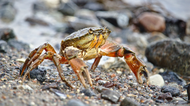 Close up of crab