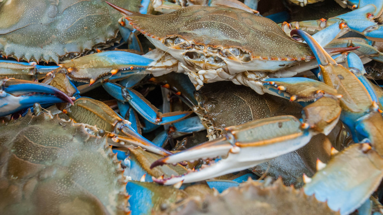 Freshly caught Maryland blue crabs