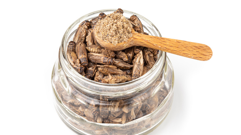 Crickets in jar with spoon