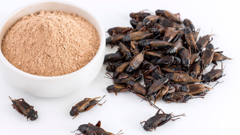 Crickets and cricket flour