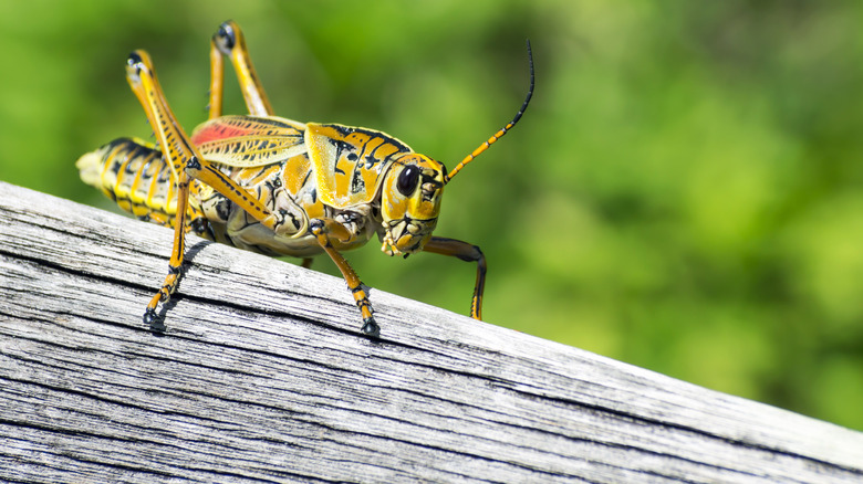 Cricket on wooden log