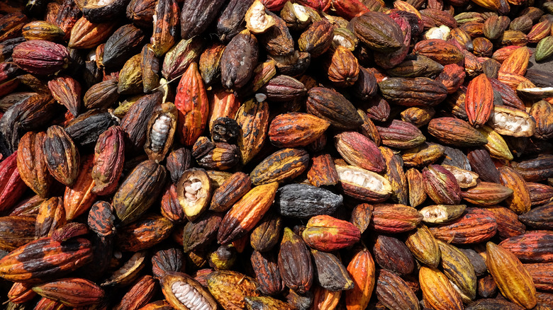 Harvested cocoa pods