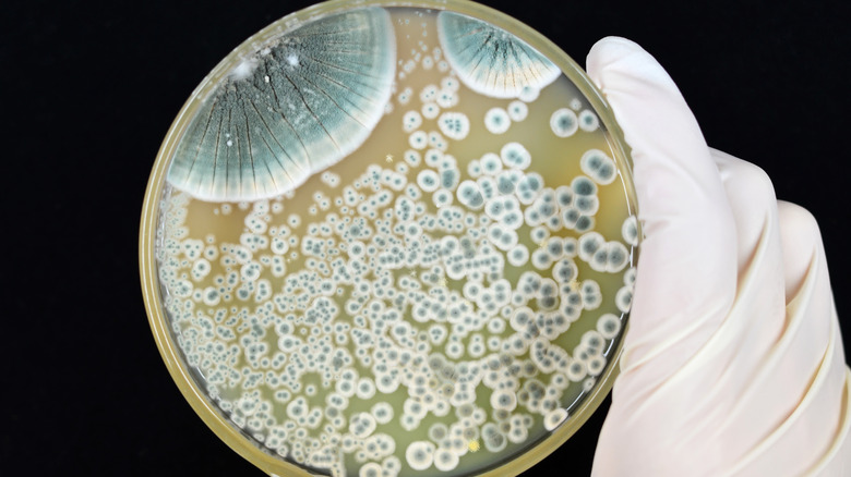 Bacteria growing in petri dish