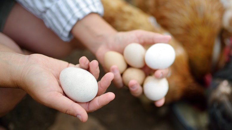 Farmer getting eggs from chickens