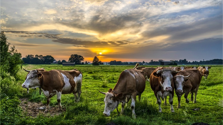 cows in a field