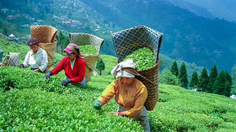 tea pickers hills garden