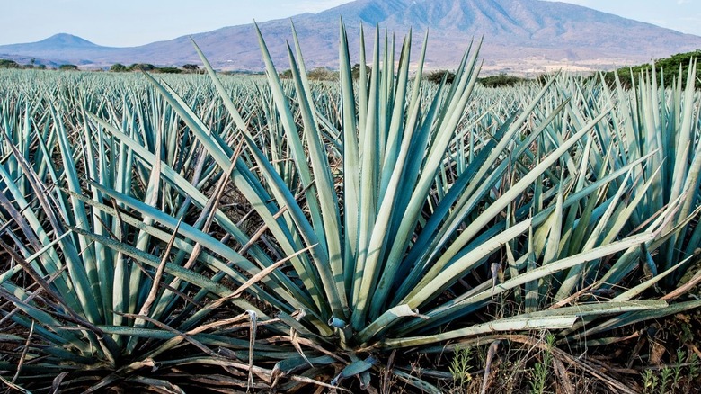 Blue Agave plant in mountains of Mexico