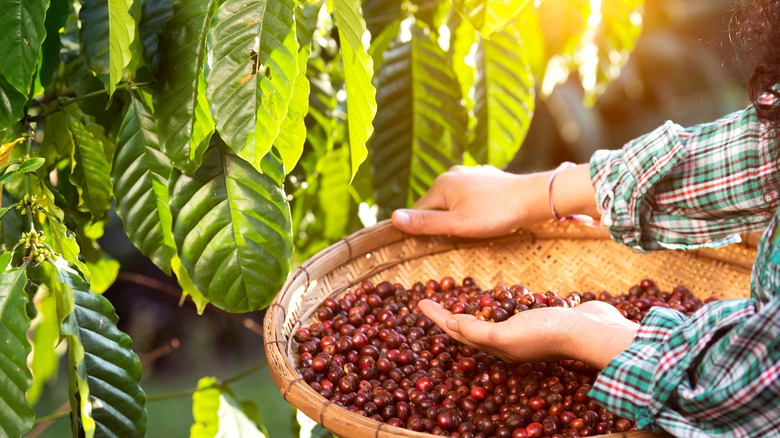 Responsibly grown coffee for Dutch Bros