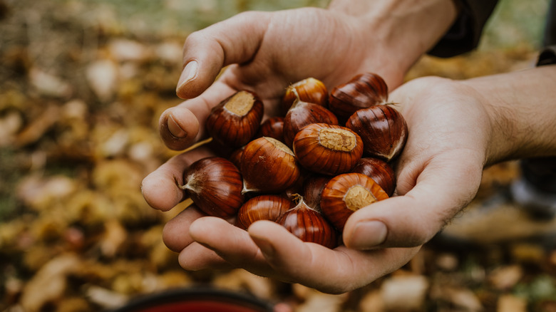 Hands holding nuts from a tree