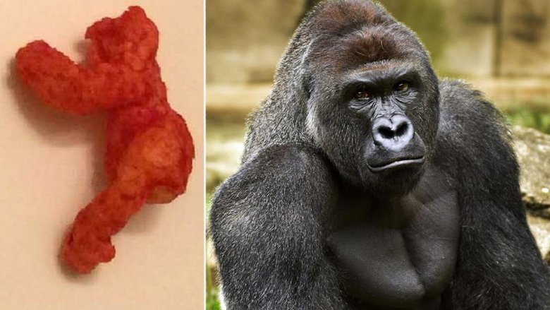 Harambe the flamin hot Cheeto