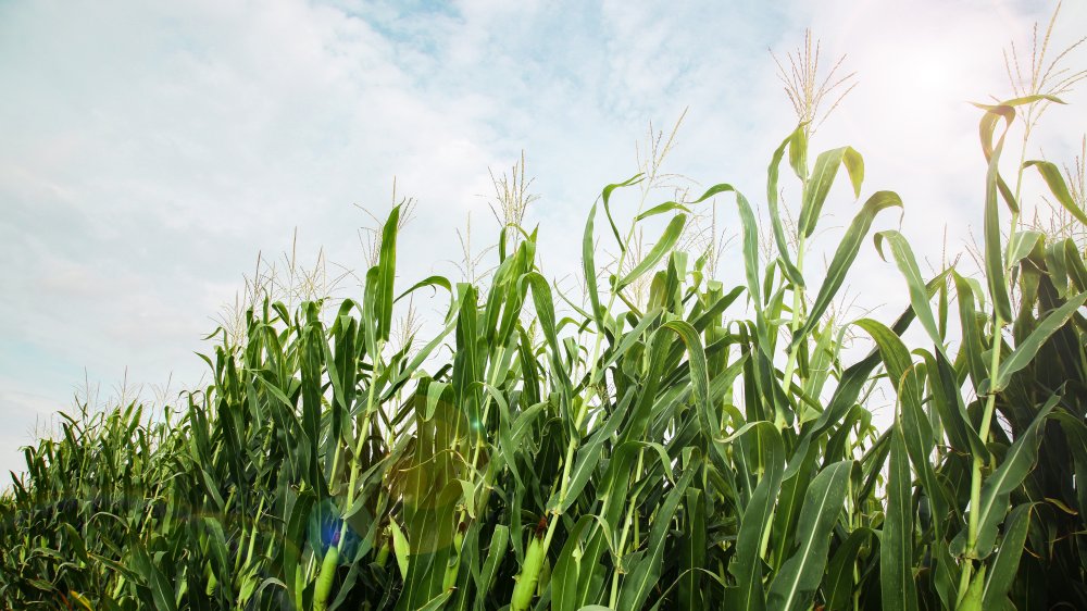 corn stalks to make Fritos