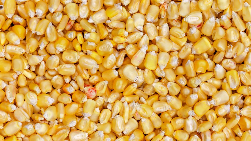 Kernels of corn to make Fritos