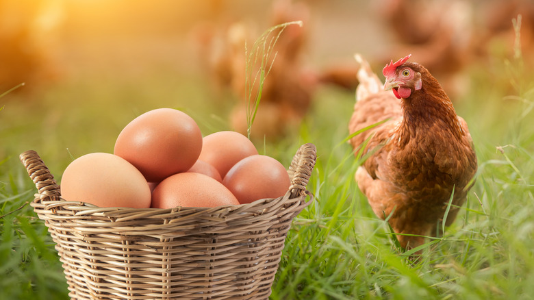 A chicken next to a basket of eggs.