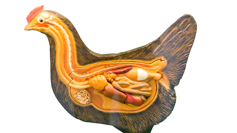 Hen anatomy model